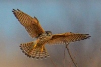 コチョウゲンボウ