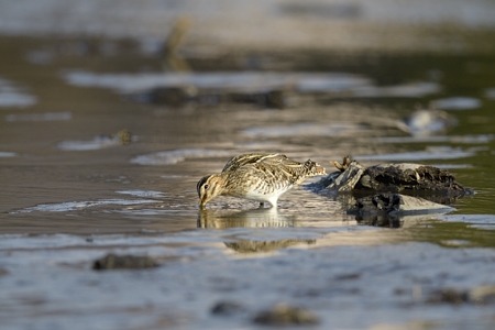 霞ヶ浦のタシギ エサ捕り中