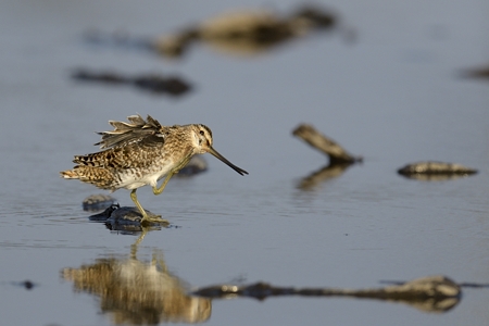 霞ヶ浦のタシギ 直接頭掻き