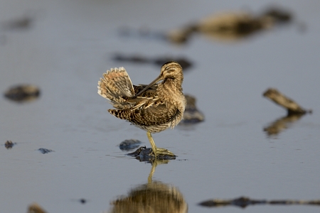霞ヶ浦のタシギ 羽根繕い