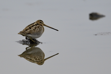 霞ヶ浦のタシギ