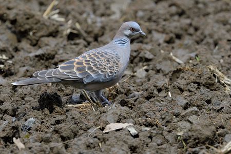 公園のキジバト 2