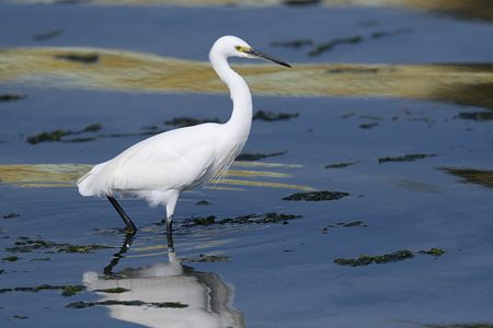 コサギ 非生殖羽