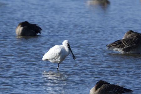 宮城のヘラサギ 1