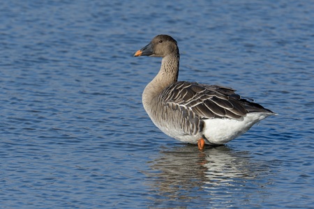 亜種ヒシクイ？