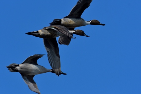 オナガガモ 飛翔 ♂