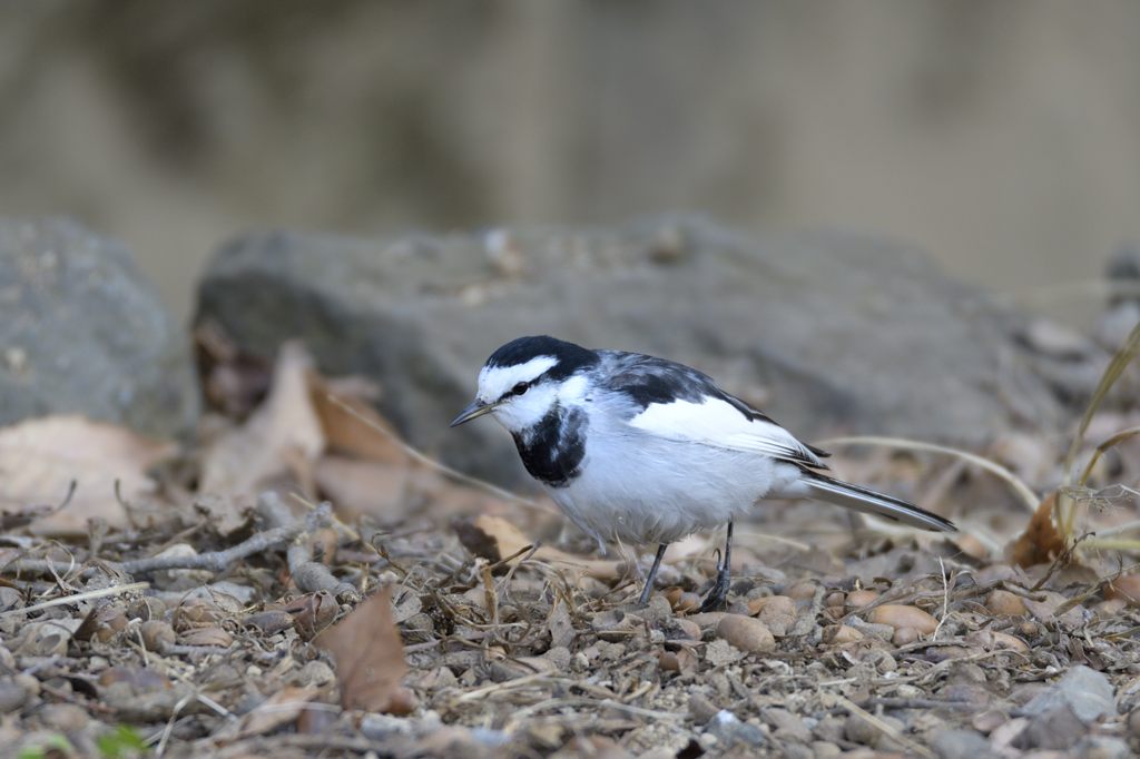 日本の野鳥 ハクセキレイ Japanese Wild Birds Japanese Pied Wagtail