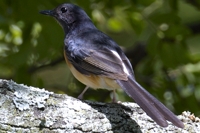 アカハラシキチョウ