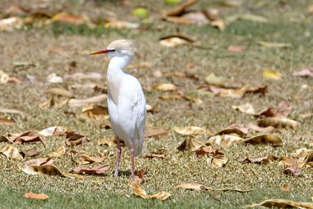 オアフのアマサギ 赤
