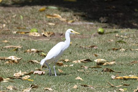オアフのアマサギ 白