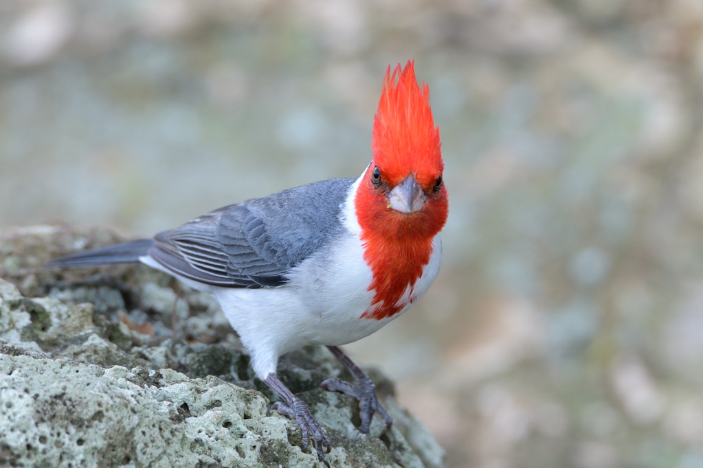 日本の野鳥 コウカンチョウ Japanese Wild Birds Red-crested Cardinal