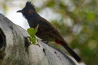シリアカヒヨドリ