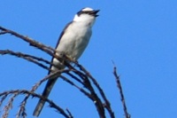 サンショウクイ