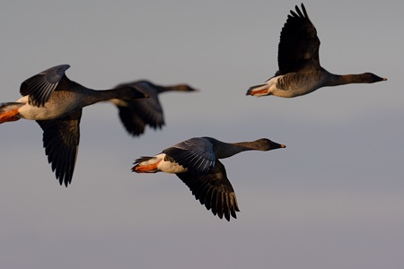 亜種オオヒシクイの飛翔