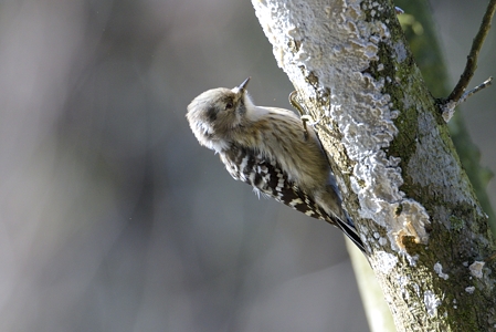 地元のコゲラ 冬