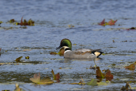 ヨシガモ ♂ 生殖羽移行期