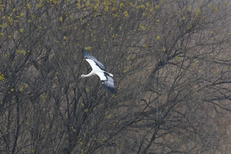 コウノトリの飛翔 1