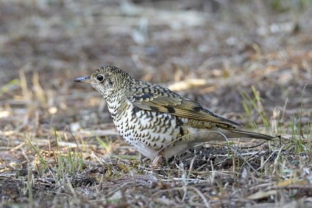 トラツグミ 少しアップに