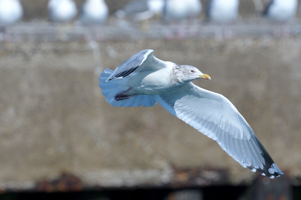 日本の野鳥 セグロカモメ Japanese Wild Birds Herring Gull
