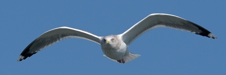 セグロカモメの飛翔 正面
