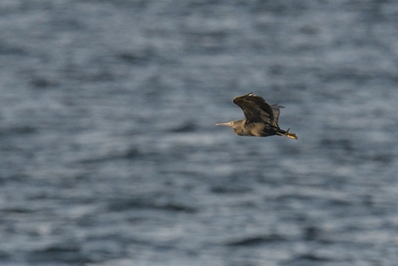 クロサギ 飛翔 海をバックに