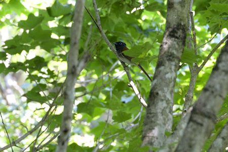 サンコウチョウ ♀