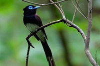 スズメ目サンショウクイ科・カササギビタキ科・モズ科