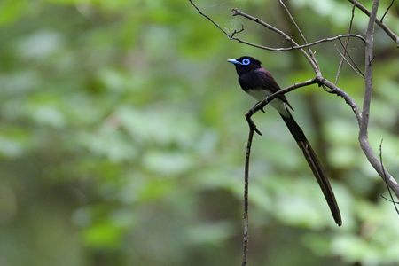 東京のサンコウチョウ ♂