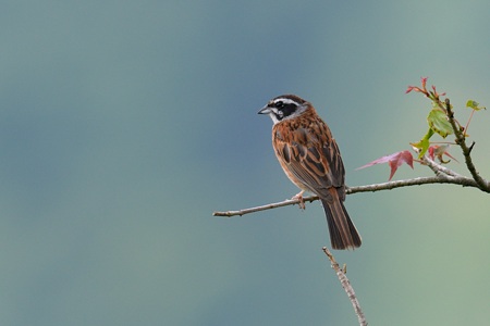 ホオジロ ♂ 夏山