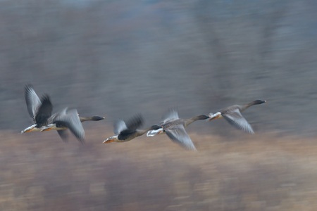 亜種オオヒシクイの飛翔 スロー