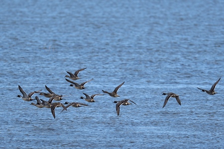 オナガガモ 飛翔 群れ