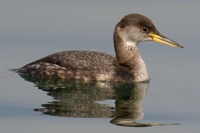 アカエリカイツブリ