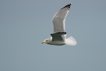 セグロカモメの飛翔 背