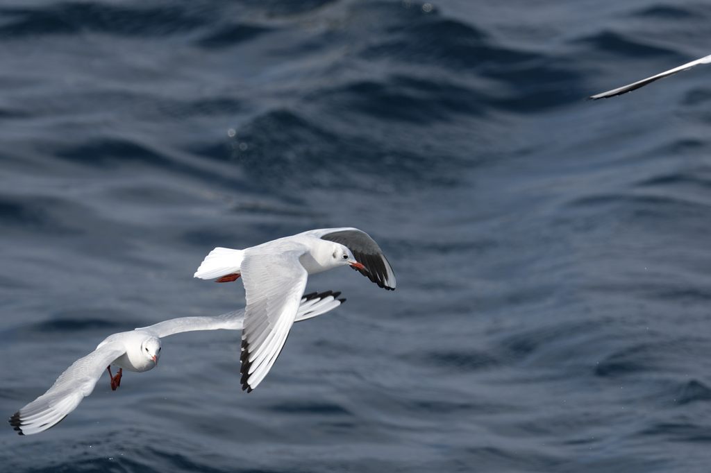 ツクモガミ 江戸切子 ペアロックグラス＜折鶴＞ | カガミクリスタル