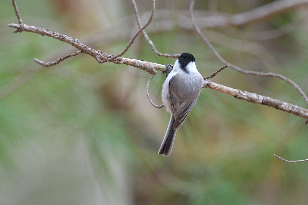 バカラ 鳥 日本の野鳥 ハシブトガラ Japanese Wild Birds Marsh tit