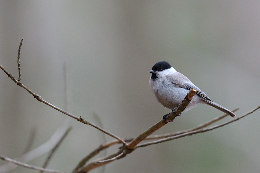 バカラ 鳥 日本の野鳥 ハシブトガラ Japanese Wild Birds Marsh tit