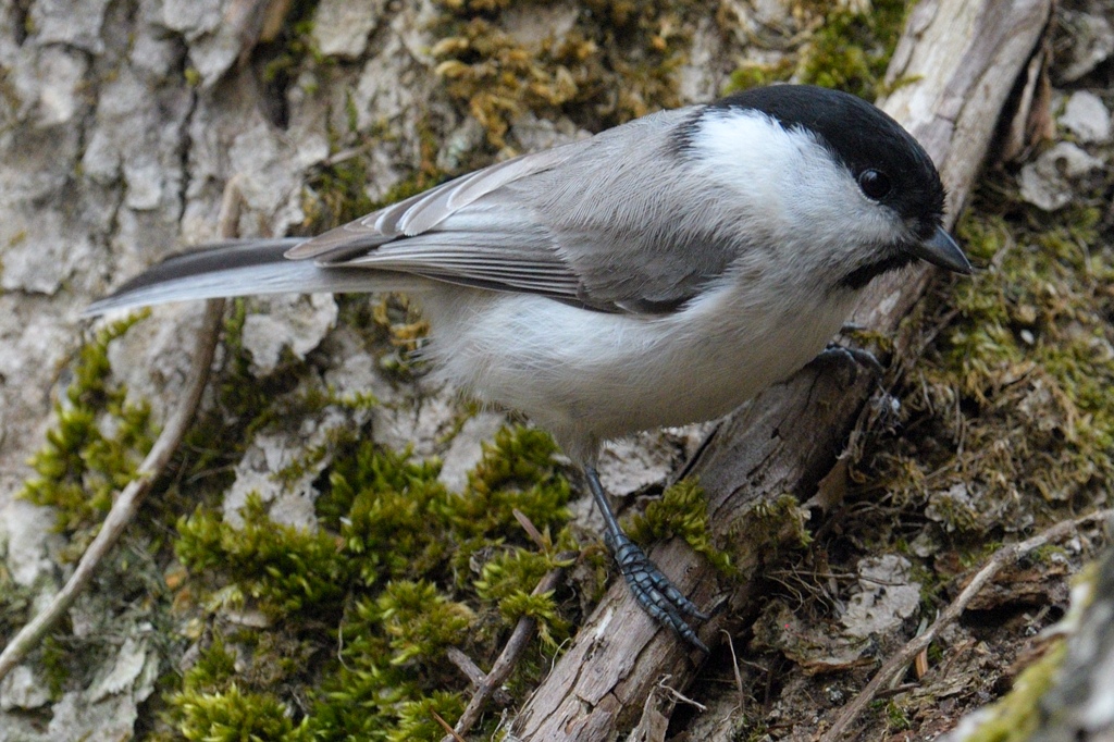 日本の野鳥 ハシブトガラ Japanese Wild Birds Marsh tit