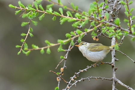センダイムシクイ
