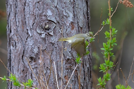 センダイムシクイ 飛翔