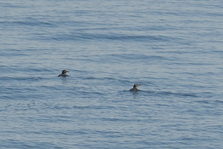 ウトウ 大型フェリーから