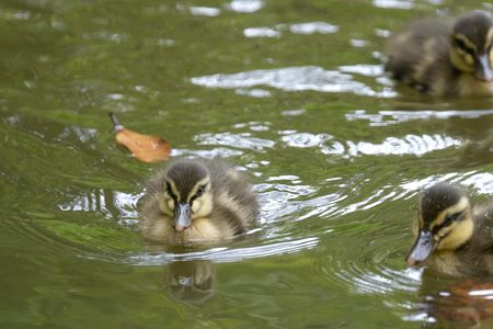 カルガモのお子様
