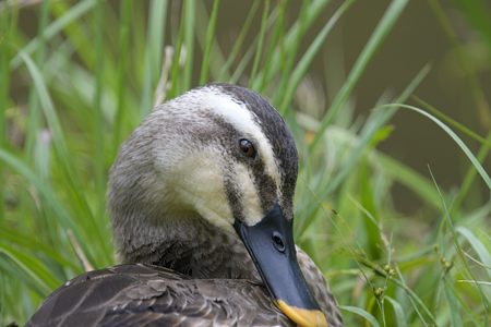 カルガモ アップ