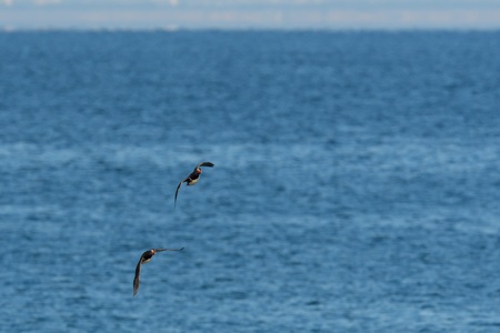 海のオシドリ 飛翔 1