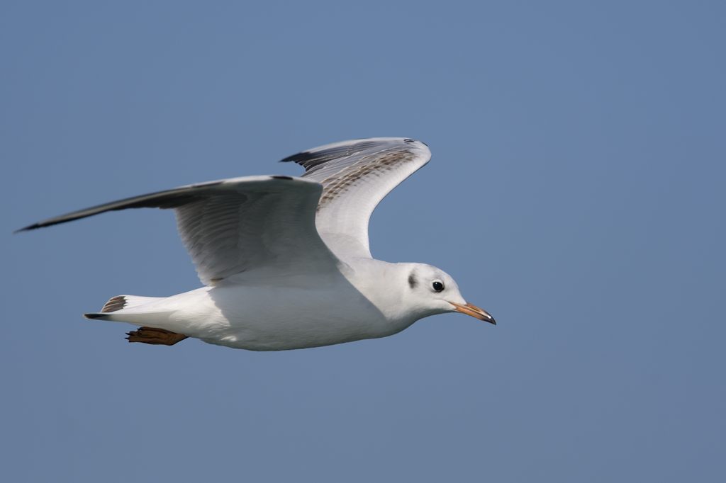 日本の野鳥 ユリカモメ Japanese Wild Birds Black-headed Gull