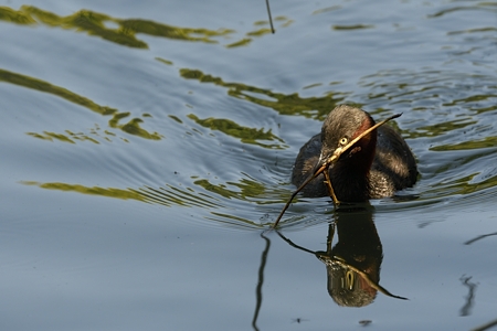 カンムリカイツブ 生殖羽 浮巣作り