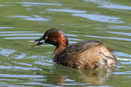 カイツブリ 生殖羽