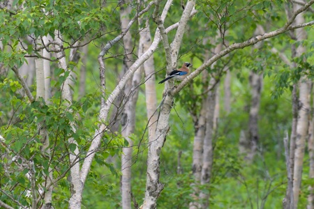 カケス Garrulus glandarius japonicus