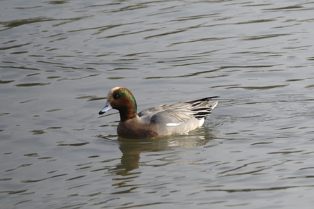 ヒドリガモとアメリカヒドリの雑種 ♂