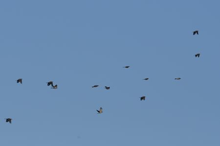 ヒヨドリ 群れの飛翔