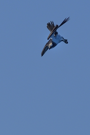 急降下するミサゴ